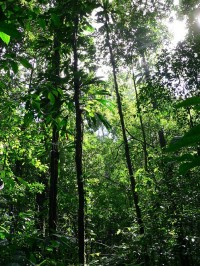 Sous-bois forestier