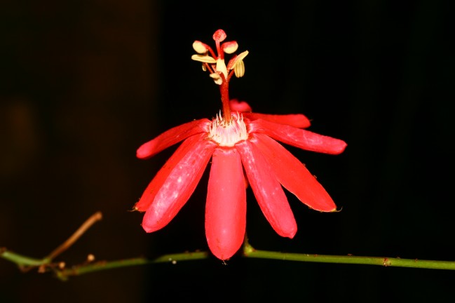 Passiflore - Passiflora glandulosa © RNR Trésor