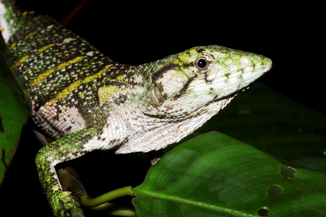 Un lézard arboricole des lisières de forêt, Polychrus marmoratus