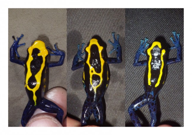 Photo-identification de différents dendrobates© RNR Trésor