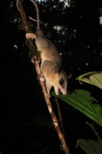 Opossum laineux nain - Micoureus demerarae © RNR Trésor