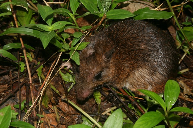 Rat forestier épineux - Proechimys cuvieri © RNR Trésor