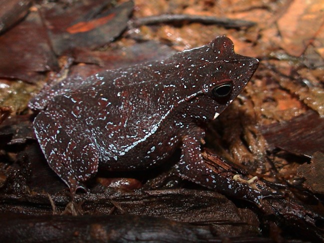 Rhinella castaneotica © RNR Trésor