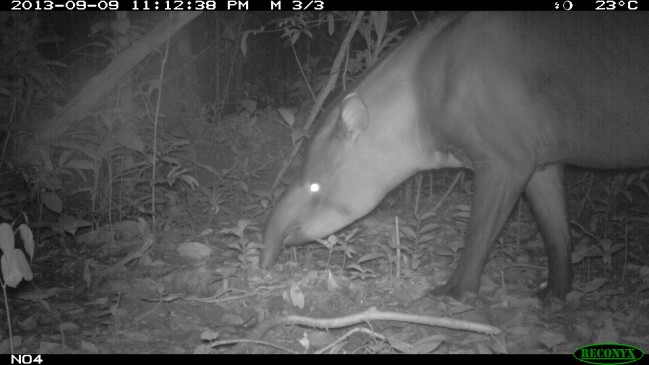 Tapir pris au piège photo - Tapirus terrestris © RNR Trésor