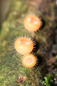 Cookeina tricholoma  © RNR Trésor