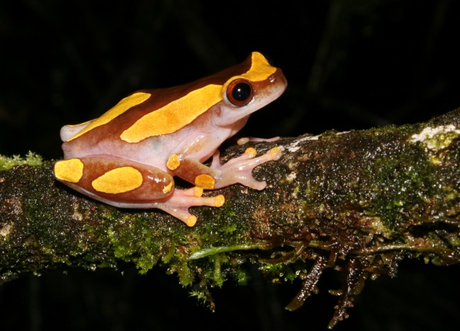 Dendropsophus_Leucophyllatus © JF.Szpigel_RNR Trésor