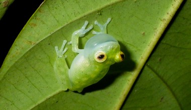 Amphibiens