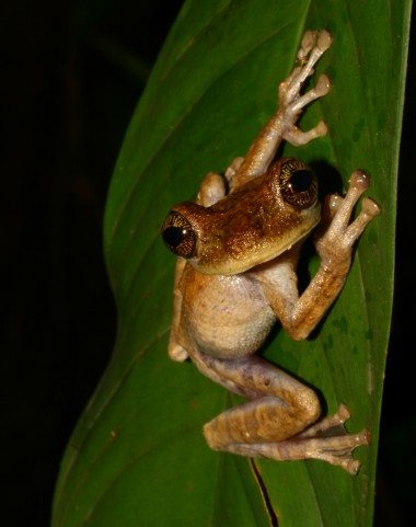 Amphibiens