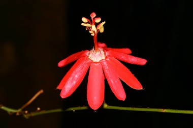 Plantes à fleurs