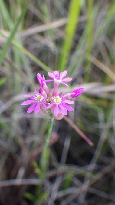 Plantes à fleurs