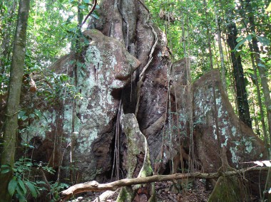 Forêts