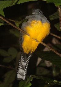 Trogon © S.Barrioz