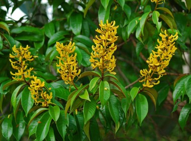 Plantes à fleurs