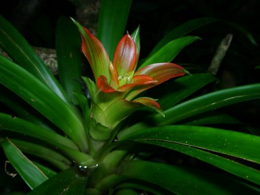 Plantes à fleurs