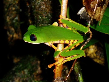 Amphibiens