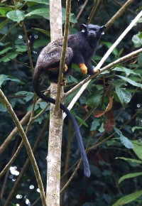 tamarin © JF.Szpigel_RNR Trésor