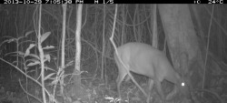 L’ étude Tapir est finie