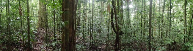 Sous-bois forestier