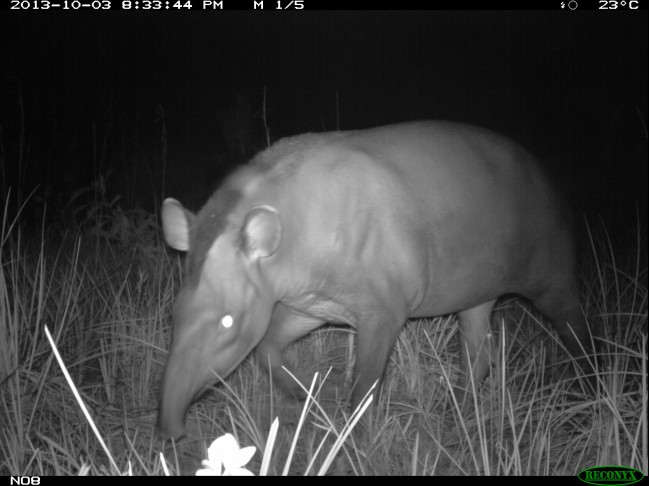 Tapir (Tapirus terrestris) pris en photo dans les savanes