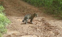 Jeune Jaguar croisant une piste