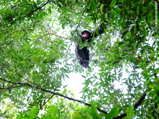 Kwata - Ateles paniscus  © Sébastien SANT