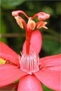 Passiflora glandulosa