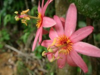 Passiflora amoena 