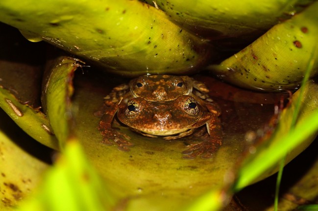 Amplexus d'Osteocephalus oophagus © Vincent Premel