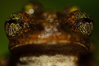 Les beaux yeux de la rainette oophage  © Vincent Premel