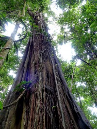 Ficus nymphaeifolia sur les sentiers de trésor