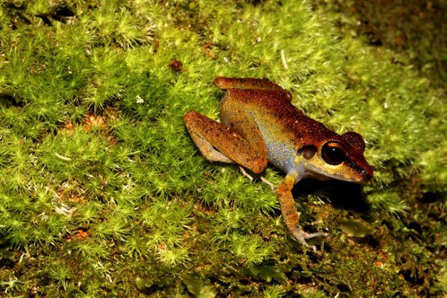 Pristimantis zeuctoctylus  © RNR Trésor