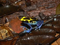 Dendrobates tinctorius © RNR Trésor