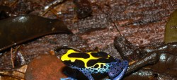 Suivi dendrobates