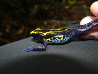 Dendrobates tinctorius © RNR Trésor