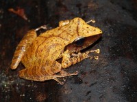 Pristimantis chiastonotus © RNR Trésor