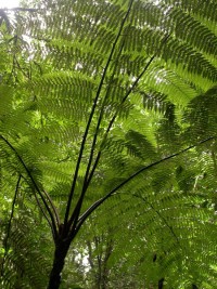 Une fougère arborescente  © RNR Trésor