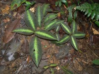 Nautilocalyx pictus © RNR Trésor