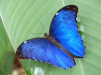 Morpho © RNR Trésor