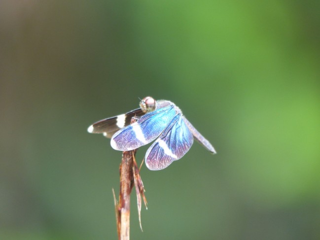 zenithoptera fasciata © RNR Trésor