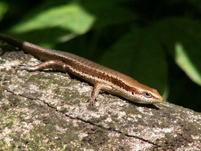 Mabuya surinamensis © Jean- François Szpigel