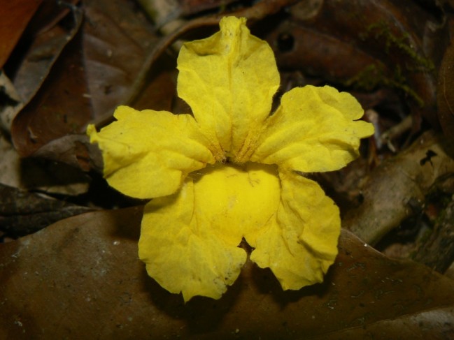 Fleur d' Ébène verte (Tabebuia serratifolia) © Benoit Villette