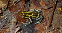 An adult male transporting one of its tadpoles © Benoit Villette