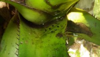 Eggs laid on a leaf of a bromeliad © Benoit Villette