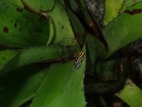 R. amazonica iinspecting its territory: one of the bromeliads at the parking © Benoit Villette