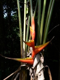 Heliconia bihai © RNR Trésor