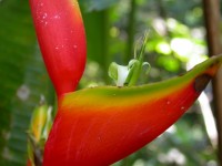 Heliconia bihai © RNR Trésor