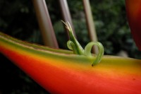 Heliconia bihai © RNR Trésor