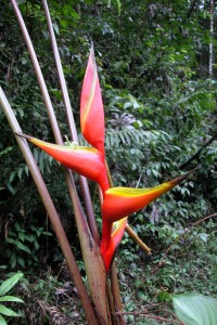 Heliconia bihai © RNR Trésor