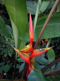 Heliconia bihai © RNR Trésor