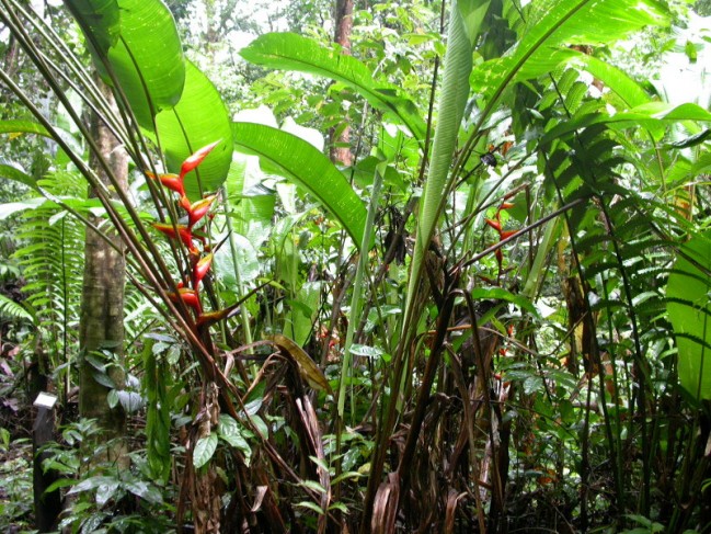 H. bihai sur le sentier botanique © RNR Trésor